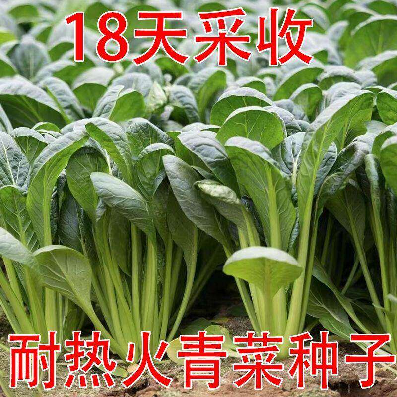 耐热速生露天青菜种子18天采收