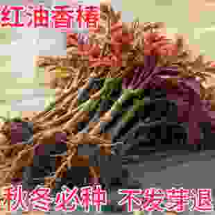 香椿籽种籽红油四季香椿树苗芽种孑水培种植树种嫩芽四川云南香椿