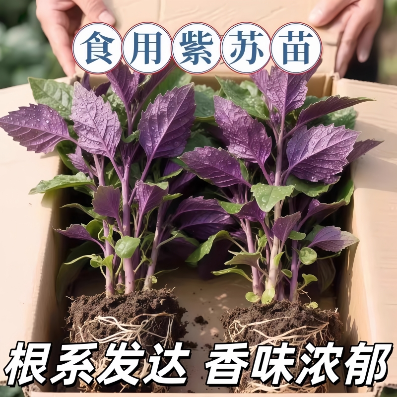 正宗紫苏可食用新鲜紫苏叶鸡冠辣椒香料紫苏子叶新鲜可食用叶子