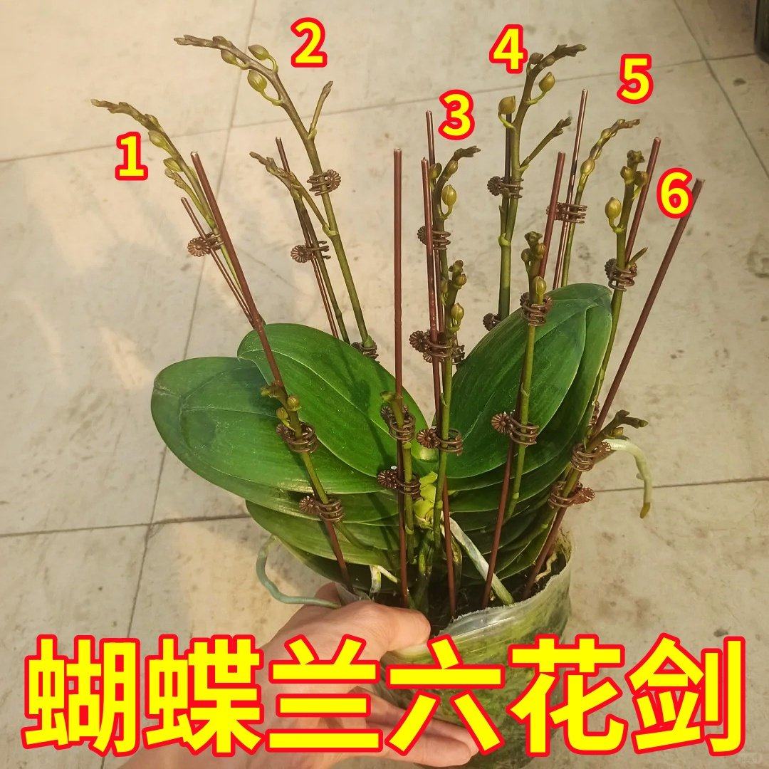 精品蝴蝶兰花苗带花剑带花苞盆栽兰花大苗客厅室内植物花卉四季好,鲜花速递/花卉仿真/绿植园艺,种苗/半成品盆栽,淘宝优惠券,粉丝福利购,淘宝优惠卷