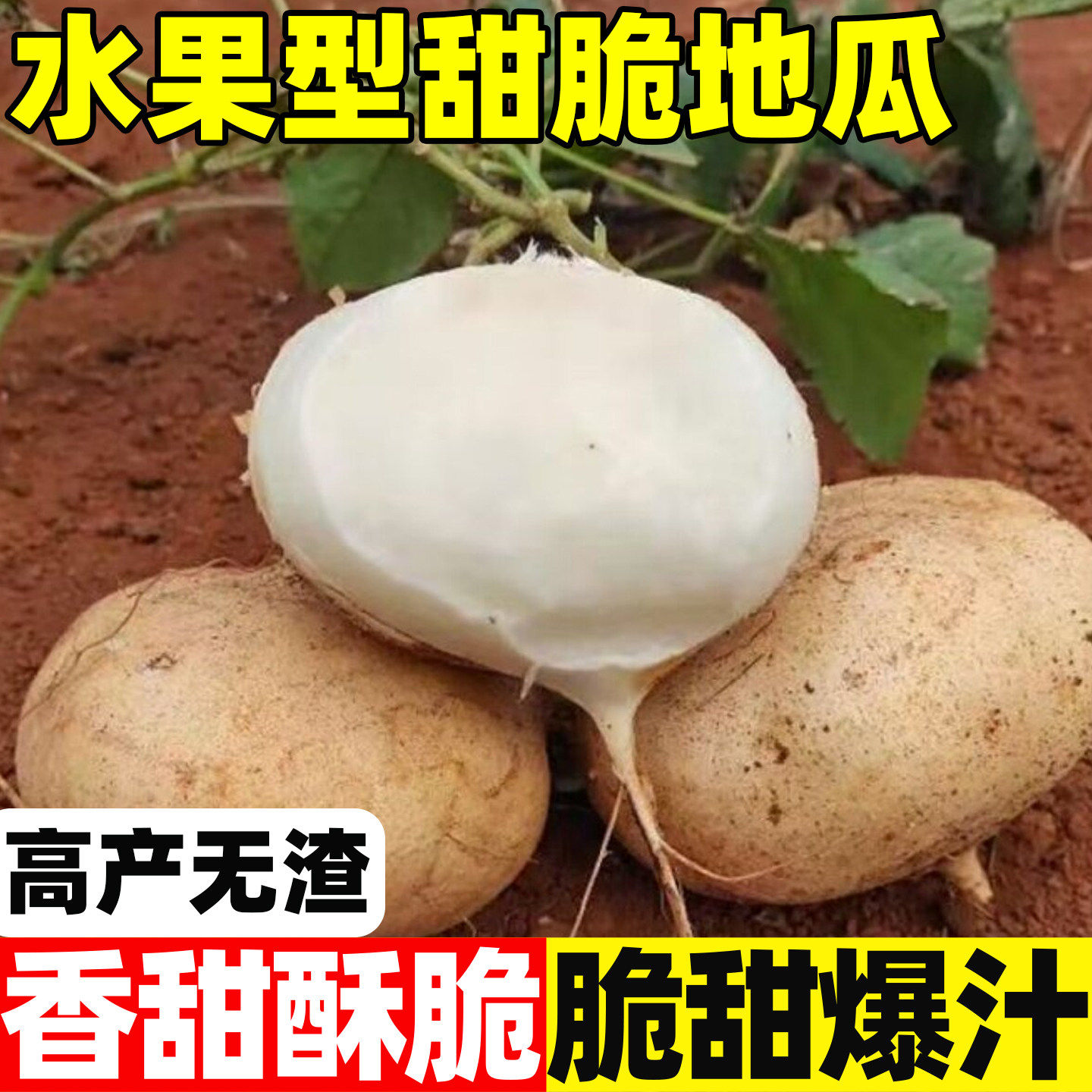 早熟甜脆水果型地瓜种子
