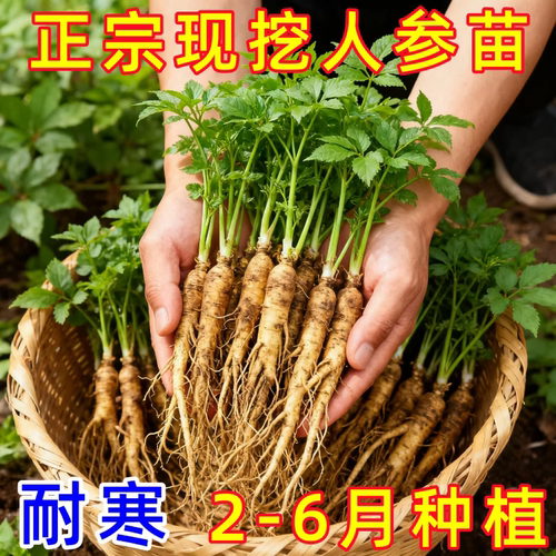 人参种植苗盆栽南北可种中药材