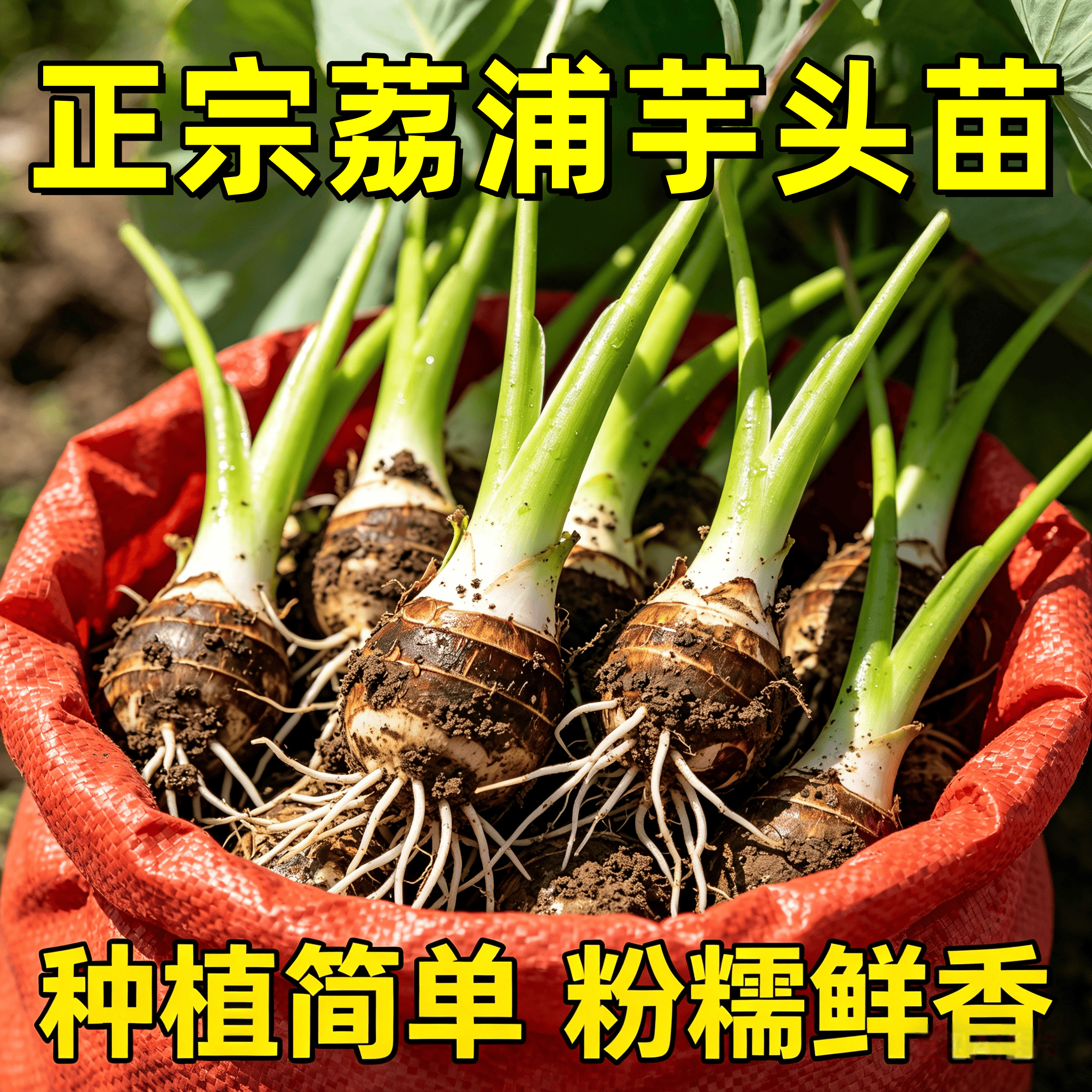 【带根带芽】正宗广西桂林荔浦香芋头种植苗槟榔芋紫藤新鲜芋头苗