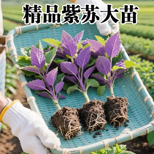 紫苏苗食用药用阳台盆栽带土