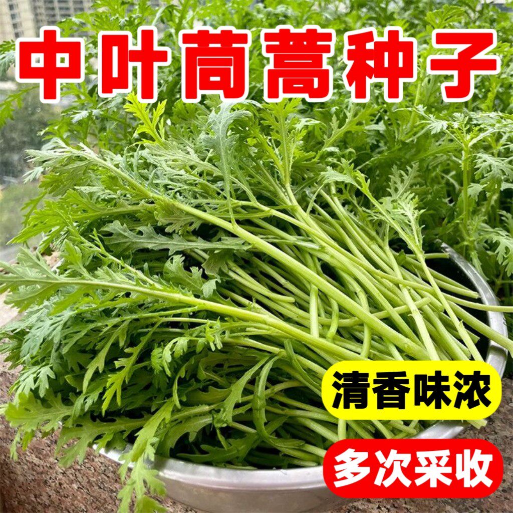 中叶茼蒿种子皇帝菜种子春播秋播四季蔬菜种子茼蒿菜籽阳台盆栽