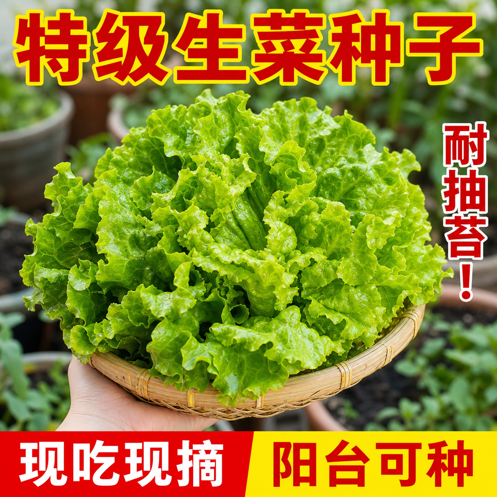 意大利生菜王四季播种种子