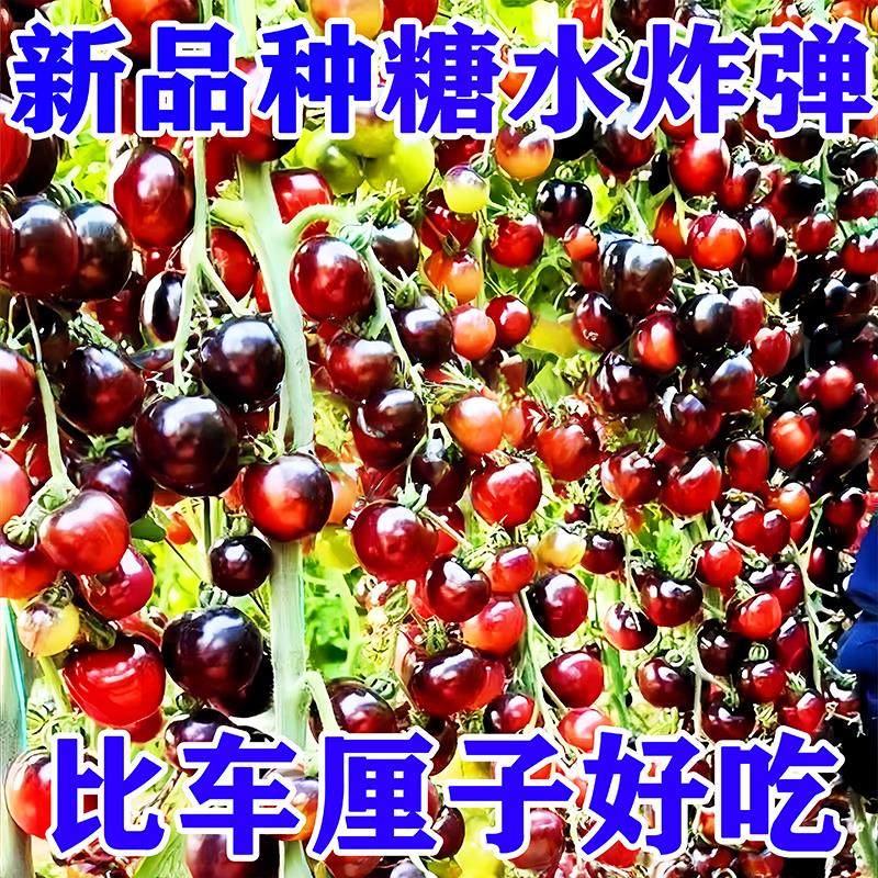 糖水黑珍珠黑番茄种子黑柿子小番茄籽圣女果阳台盆栽水果蔬菜秧苗,鲜花速递/花卉仿真/绿植园艺,家庭园艺种子,淘宝优惠券,粉丝福利购,淘宝优惠卷