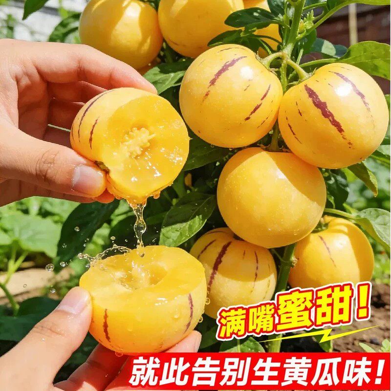 云南人参果树果苗大苗带土当年结果人生果苗特大盆栽水果种子秧苗
