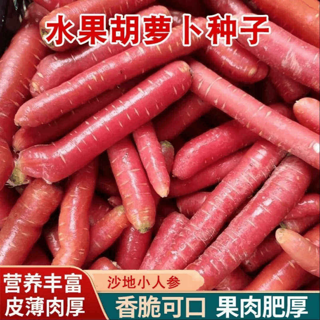 玫红水果胡萝卜种子四季可种
