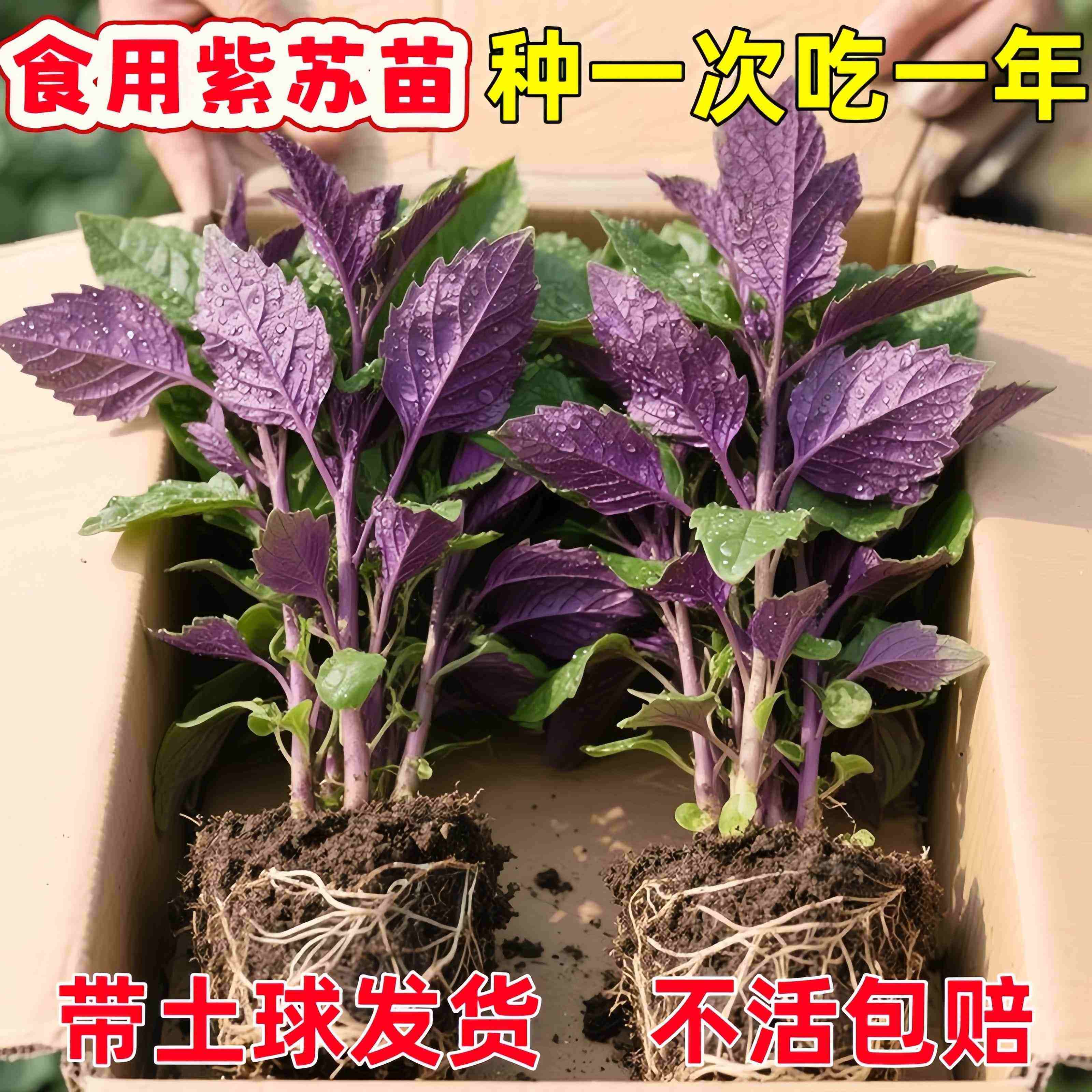 耐寒耐热紫苏苗带土双面紫苏紫苏叶阳台蔬菜秧苗厨房烤肉香草好养