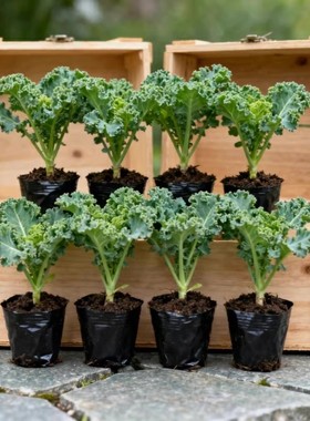 可食用苗羽衣甘蓝耐寒绿色蔬菜紫盆栽阳台四季秋冬庭院种菜苗新鲜