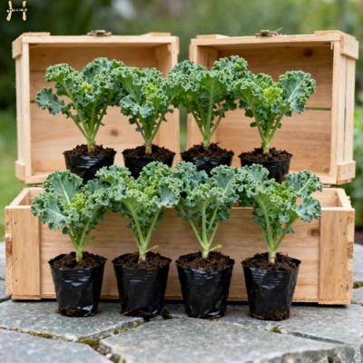 可食用苗羽衣甘蓝耐寒绿色蔬菜