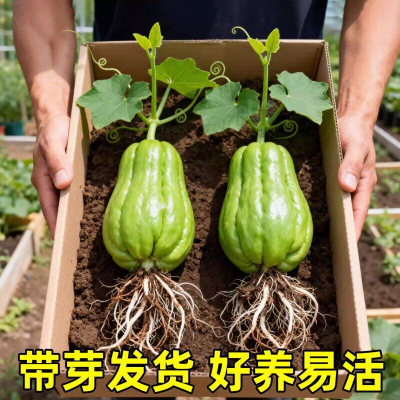 佛手瓜种瓜苗老瓜发芽带芽新鲜当季青皮龙须菜瓜菜可吃茎叶佛手瓜