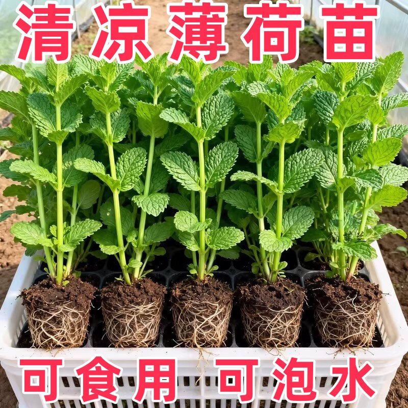 大叶薄荷苗耐热耐寒盆栽