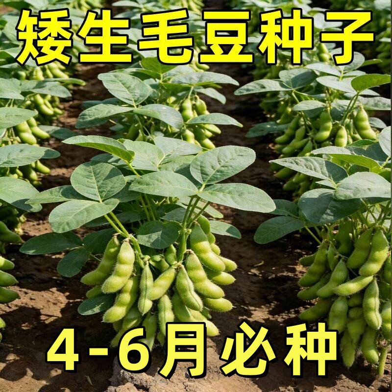 早熟高产大粒毛豆种子软糯清香蔬菜种子毛豆种子春播夏播抗病耐寒
