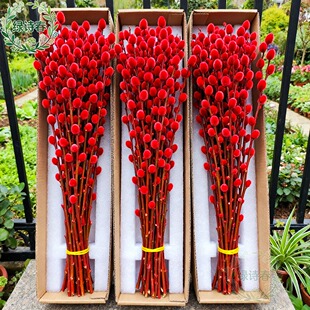 银柳真花鲜枝客厅摆件耐寒年宵花红色干花枝室内招财水培装饰花束