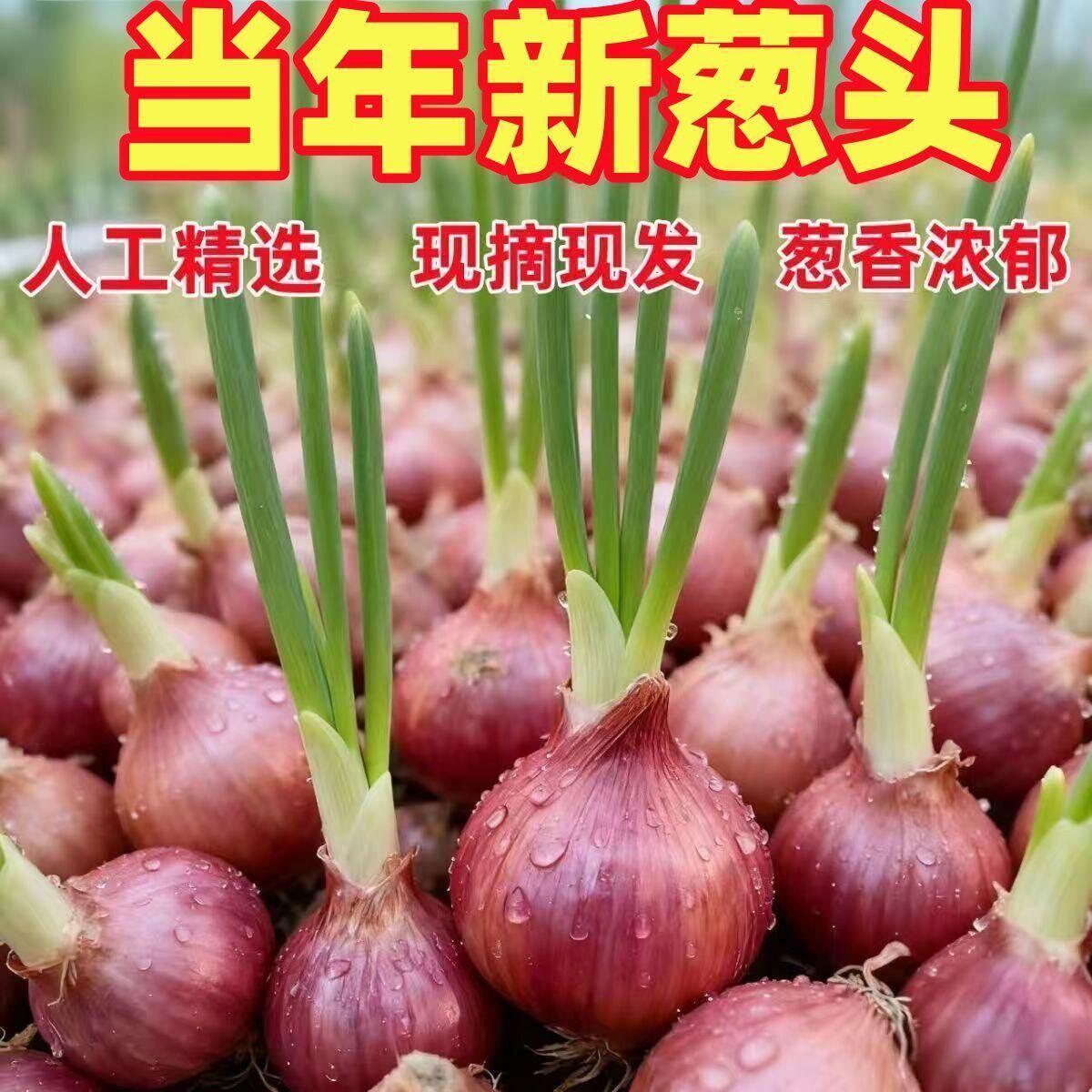 四季阳台盆栽红葱头火葱