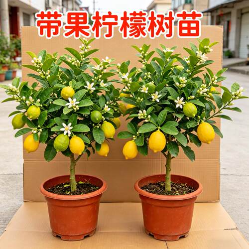 柠檬树小苗盆栽带苞易养