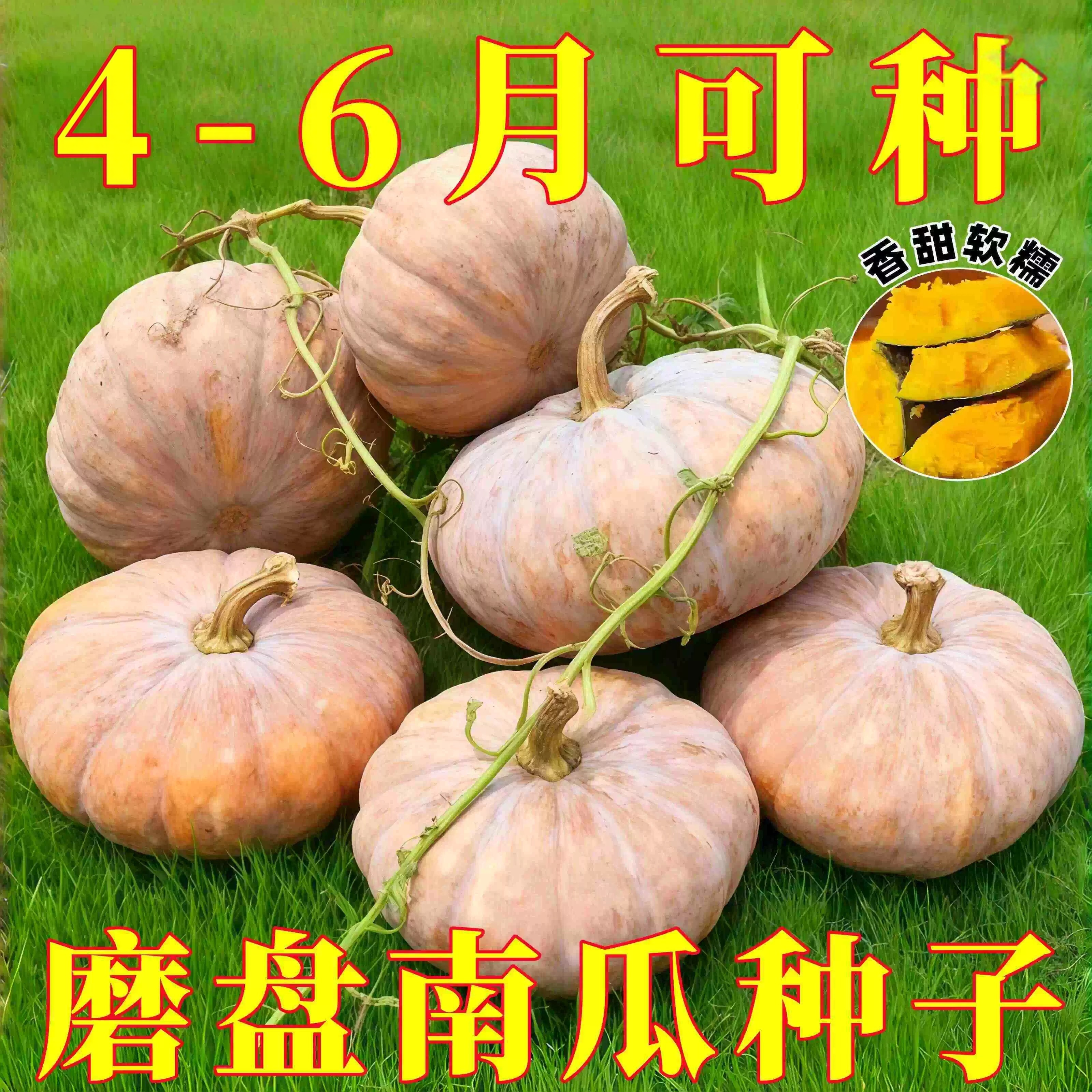 老品种甜糯高产可留种南瓜种子