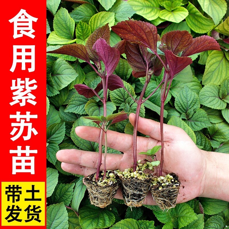 食用大叶紫苏幼苗20棵带土盆栽