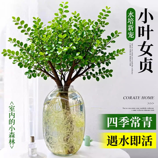 水培小叶女贞老桩室内水培花卉枯木逢春雪柳干支水培植物室内好养