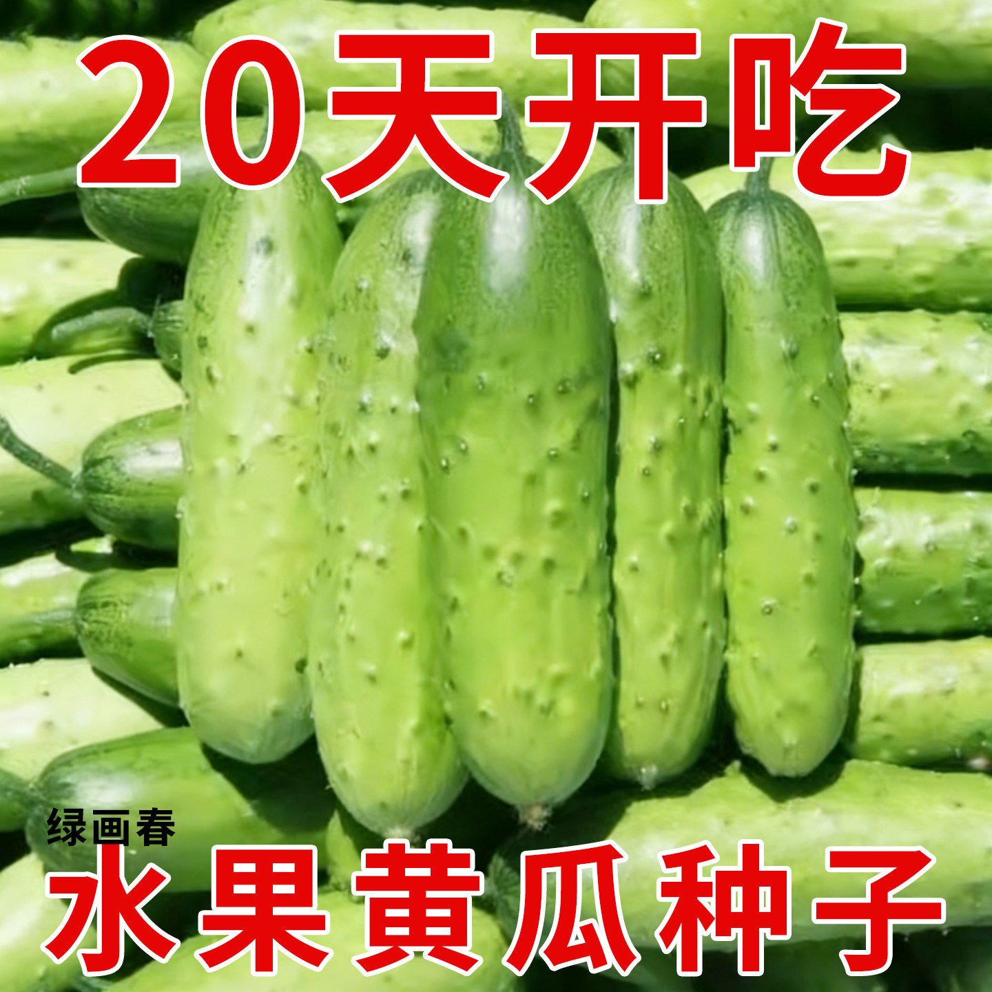 水果黄瓜种子春播老品种摘不败家庭蔬菜种植口感好品质好清香味浓
