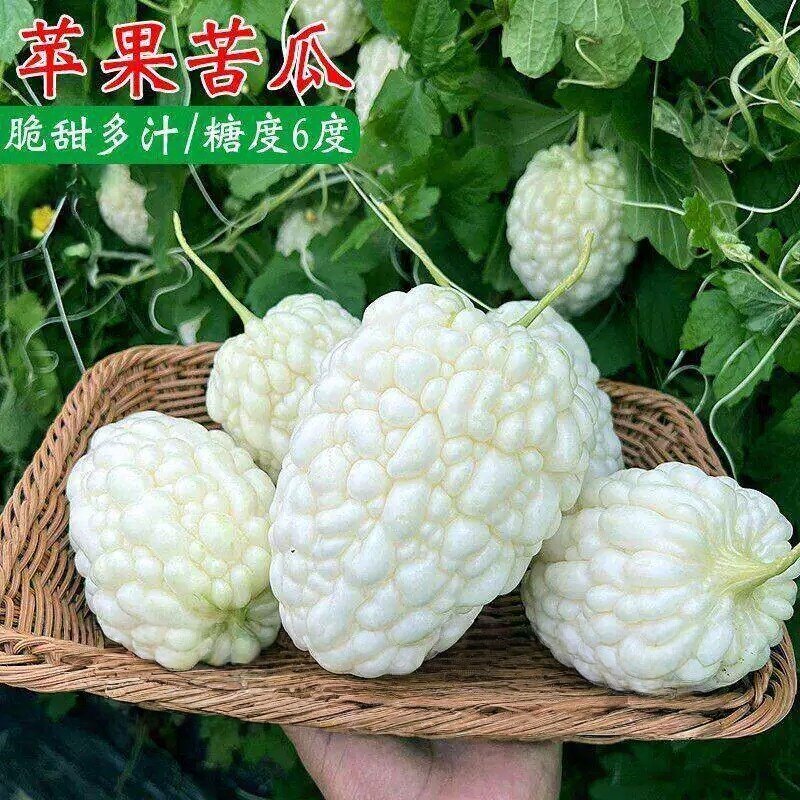 苦瓜苗秧苗带土特大号苹果苦瓜苗嫁接老品种蔬菜苗四季南北方种植