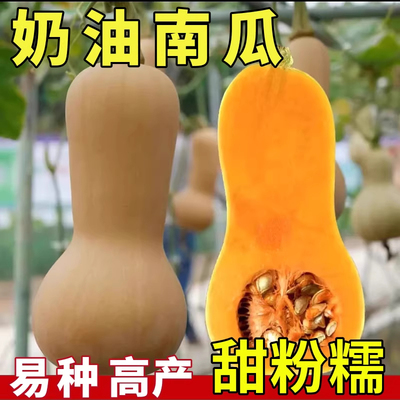 奶油南瓜种子四季可种高产易种