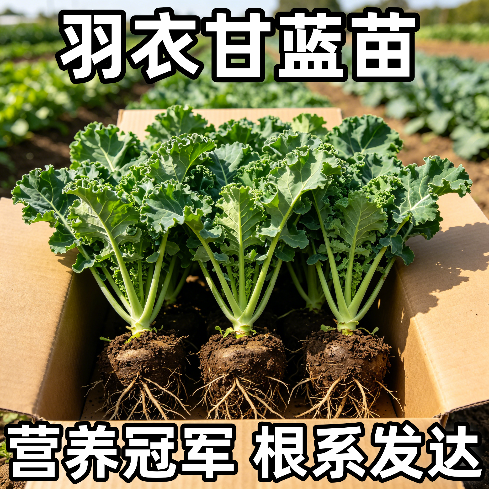 羽衣甘蓝秧苗四季可种羽衣甘蓝大苗阳台可食用苗耐寒秋冬蔬菜女王