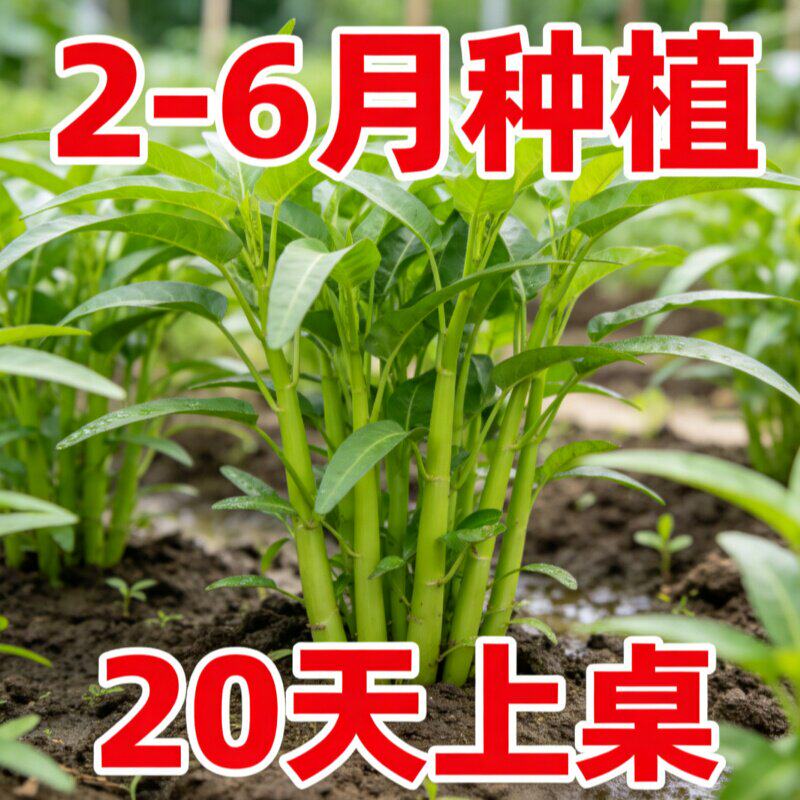 正宗高产三叉空心菜种籽柳叶通心菜种子四季阳台蔬菜种子盆栽菜园