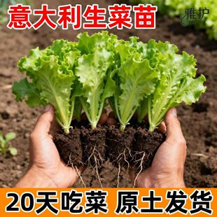 意大利生菜秧苗蔬菜苗大全庭院阳台盆栽菜苗四季种植大白菜娃娃菜