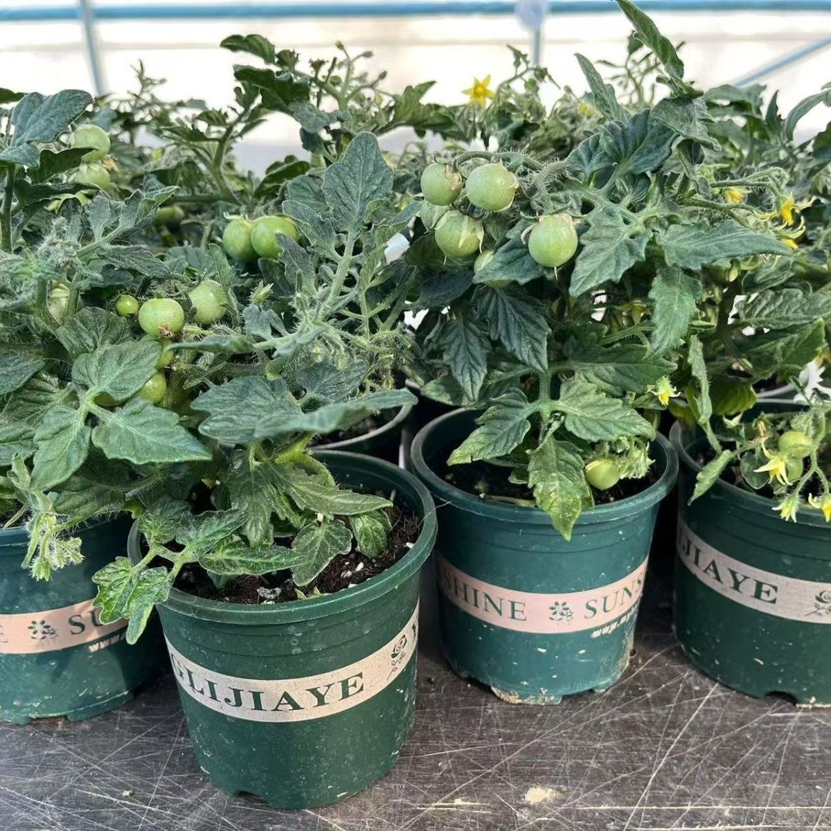 带叶带土带盆发货矮生番茄苗耐寒盆栽阳台小院小番茄圣女果可食用