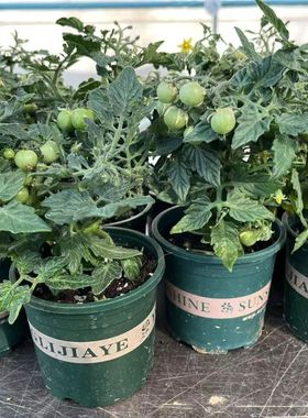 带叶带土带盆发货矮生番茄苗耐寒盆栽阳台小院小番茄圣女果可食用