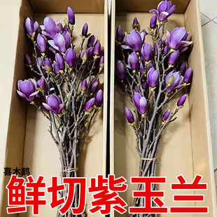 水培紫玉兰花鲜切枝带花苞干枝红梅鲜花卉室内好养植物