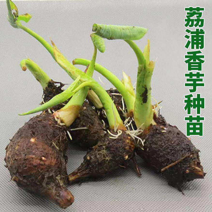 【有芽包活】广西荔浦大芋头种子秧香芋种植苗槟榔芋种苗清仓