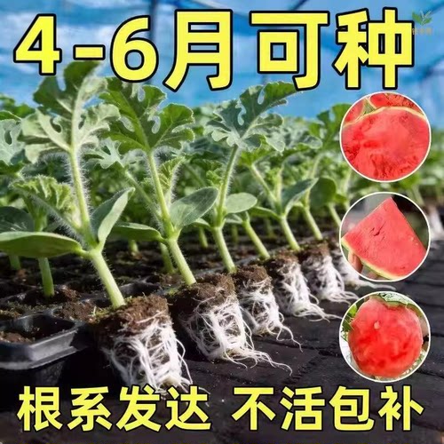 8424西瓜嫁接带土大苗懒汉庭院