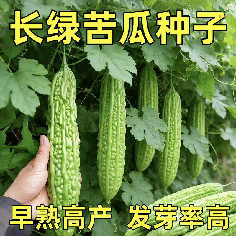 长绿苦瓜种子厚肉绿皮苦瓜种子早熟高产四季阳台盆栽菜园蔬菜种籽