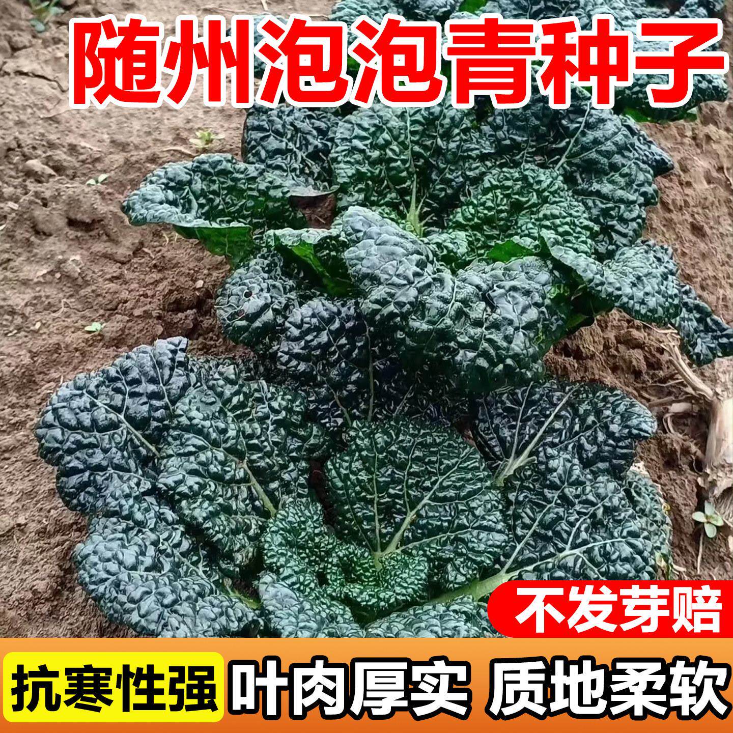 随州泡泡青青菜种子黑叶青梗菜种孑室内外四季蔬菜种子油冬菜种籽