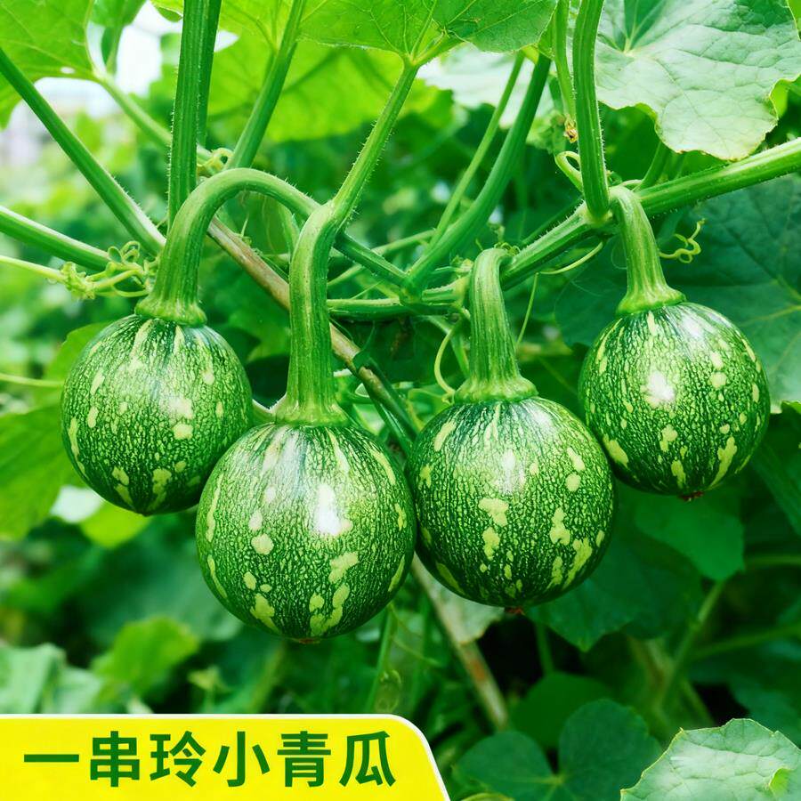 早熟嫩南瓜种子一串铃小南瓜种籽花皮小青瓜春秋农家田园蔬菜种子