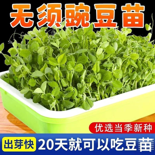 无须豌豆种籽吃苗水培豌豆苗芽苗菜种孑荷兰豆子阳台菜苗碗豆四季