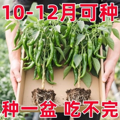 正宗湖南樟树港辣椒苗秧带士球薄皮小青尖椒种子高产春秋庭院蔬菜