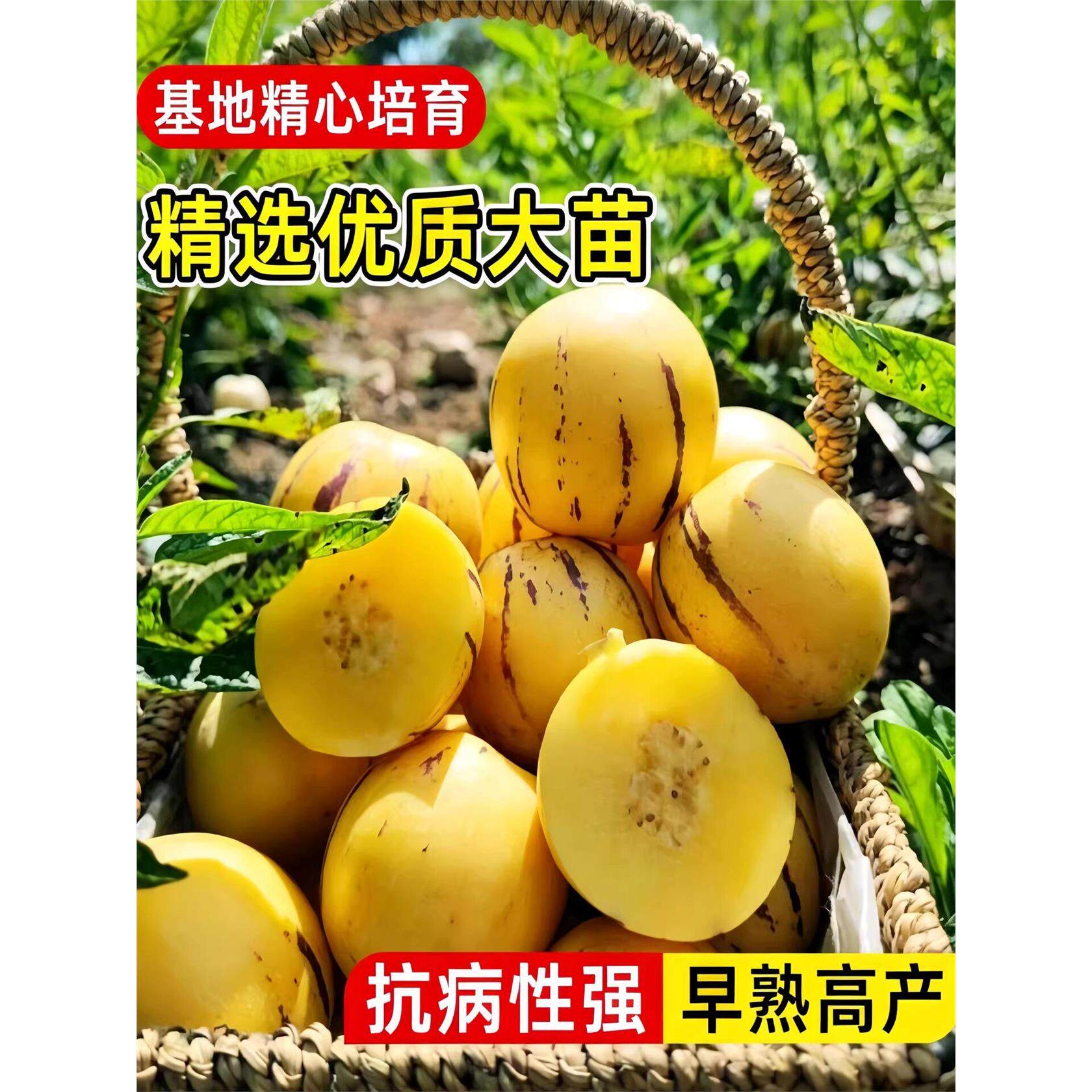 人参果树苗大苗带土当年结果盆栽