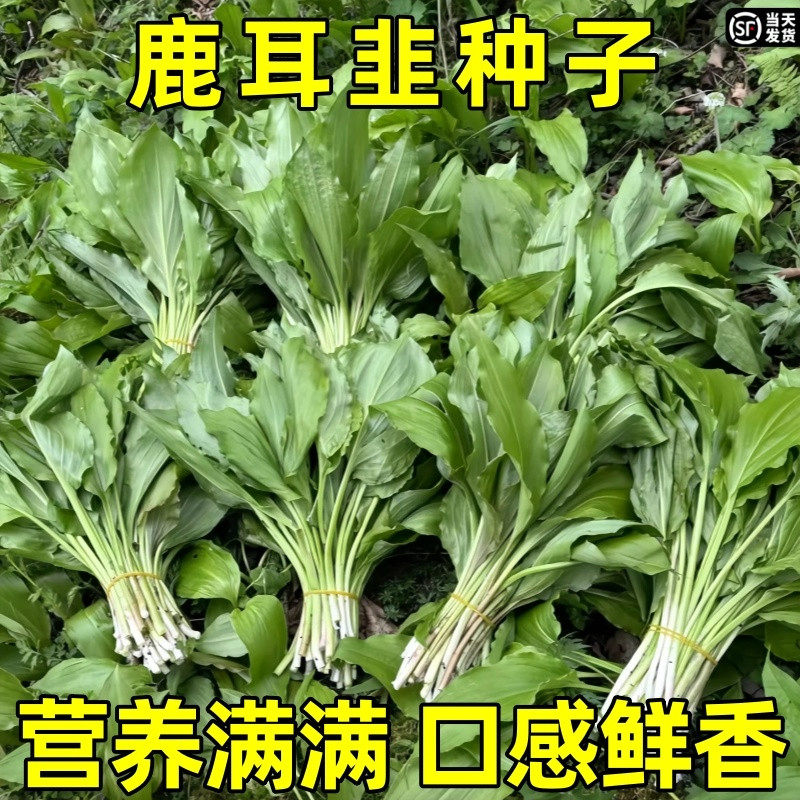 鹿耳韭种子盆栽小院四季皆宜种植高产地栽阳台小院南北方可种菜籽,鲜花速递/花卉仿真/绿植园艺,种苗/半成品盆栽,淘宝优惠券,粉丝福利购,淘宝优惠卷