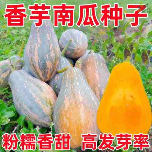 香芋南瓜种子软糯香甜春秋播