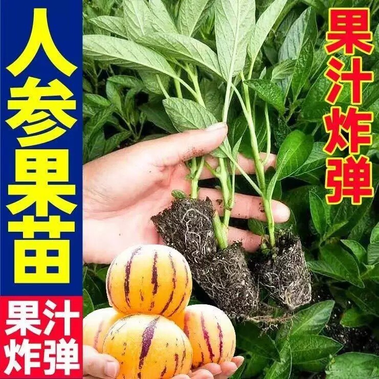 特大带果人参果树苗盆栽当年结果