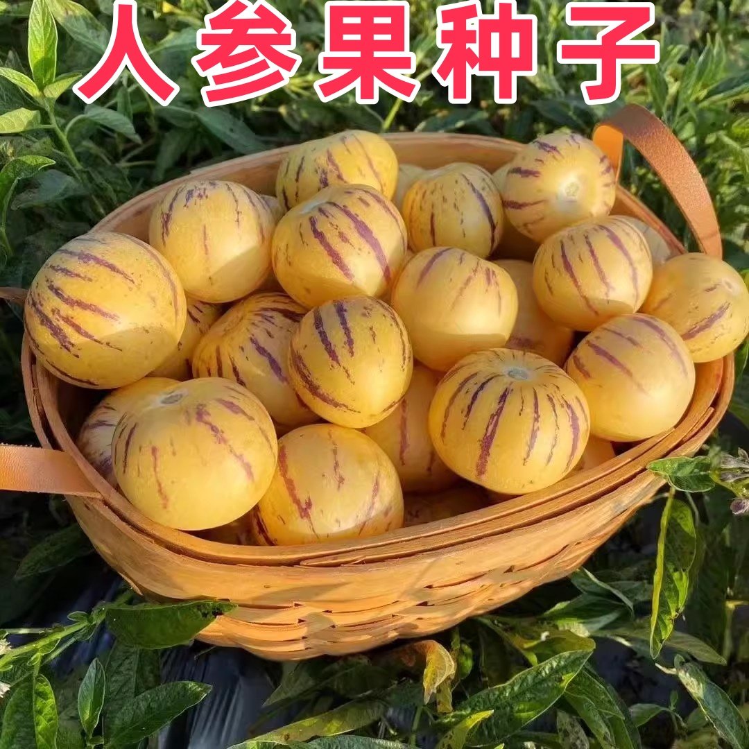 人参果种子多年生水果种植种子四季播种人生果树种苗庭院盆栽种子,鲜花速递/花卉仿真/绿植园艺,种苗/半成品盆栽,淘宝优惠券,粉丝福利购,淘宝优惠卷