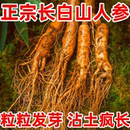 长白山人参种子正品 易种中药材易活室内观花卉盆栽 野山参种子四季
