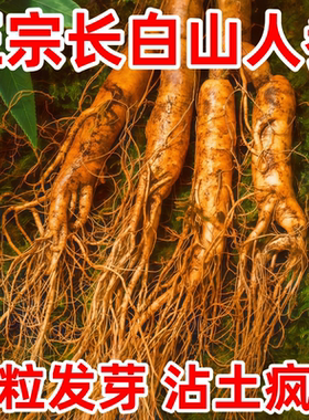 长白山人参种子正品野山参种子四季易种中药材易活室内观花卉盆栽