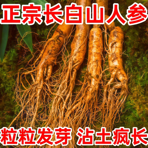 长白山人参种子四季易种中药材
