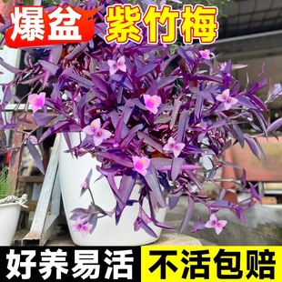 紫竹梅盆栽老桩花卉绿植吊兰植物紫罗兰室内阳台好养庭院四季垂吊